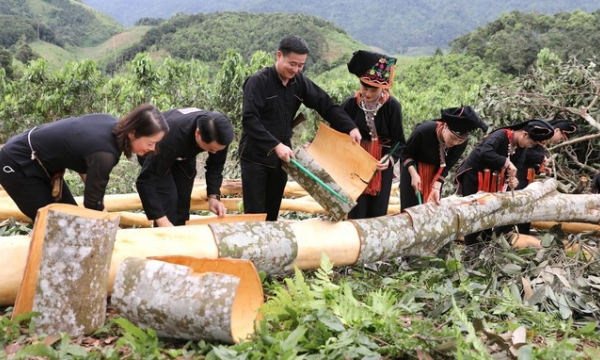 Lao Cai: Over 30% of the cinnamon area will be certified organic